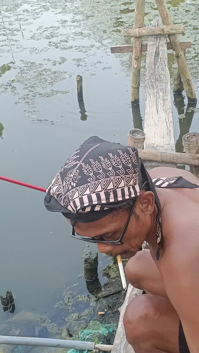 @Straight ke lima ikan betok besar mancing sore hari #fishing #birds
