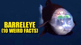 Barreleye 🛢️ (10 FACTS You NEVER KNEW)