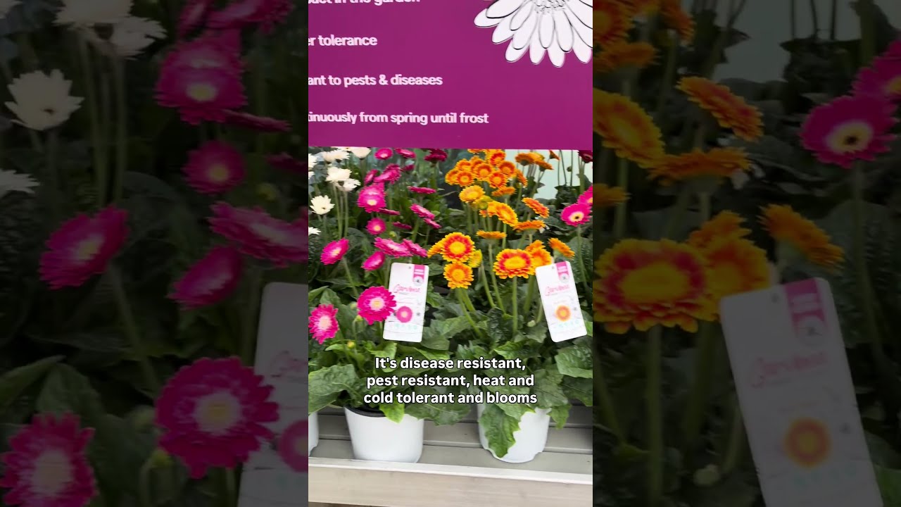 Garvinea The One And Only Garden Gerbera Homegardening Gardenflowers Newplants