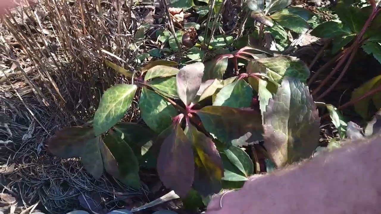 (334) Palmy, juki i bananowce zimowane w ogrodzie :)