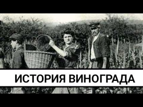 ИСТОРИЯ ВИНОГРАДА