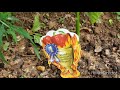 Whats in my african garden  check out my fresh vegetable plants