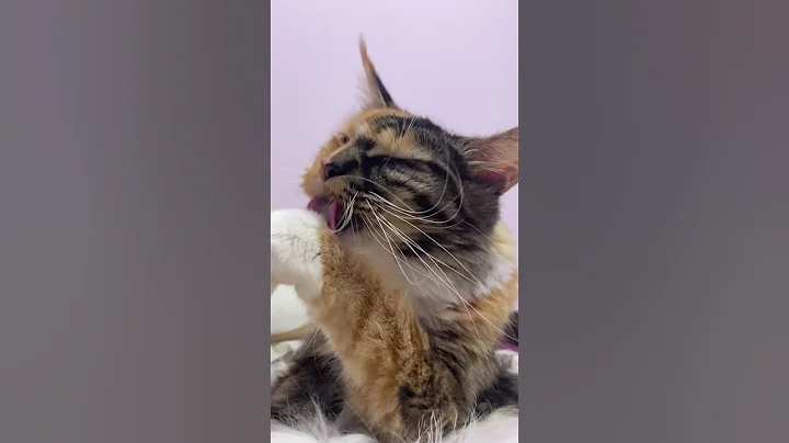 Watch the video about Calista❤️‍🔥 #mainecoon #calico #cat #catlover