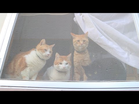 網戸の猫達　220619