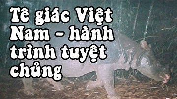 Tê giác Java Việt Nam - Hành trình tuyệt chủng. Vietnam java rhino Rhinoceros sondaicus annamiticus