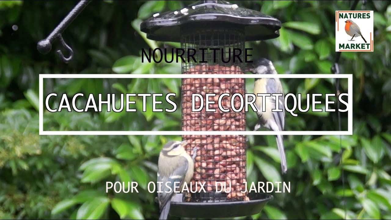 Cacahuètes décortiquées ou arachides pour oiseaux du jardin