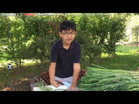 The Secret To Preserving Lemongrass (Serai) For Freshness & Tips To Save Money On This Popular Herb
