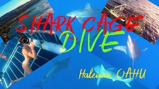 Shark Cage Dive, Haleiwa - Oahu | 4K video