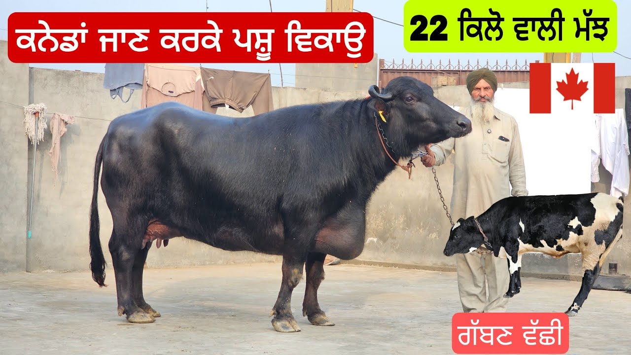 ਕਨੇਡਾਂ ਜਾਣ ਕਰਕੇ 22 ਕਿਲੋ ਵਾਲੀ ਮੱਝ ਜੇ ਕੱਟੀ ਵਾਪਸ ਕਰਨੀ ਹੋਈ 40 ਹਜਾਰ ਦੀ ਨਾਲ ਇੱਕ ਗੱਬਣ ਵਹਿੜ ।