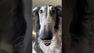 buildaborzoi, part 2 #dog #borzoi #dogsofyoutube #voiceover #petshorts #petsofyoutube #shorts