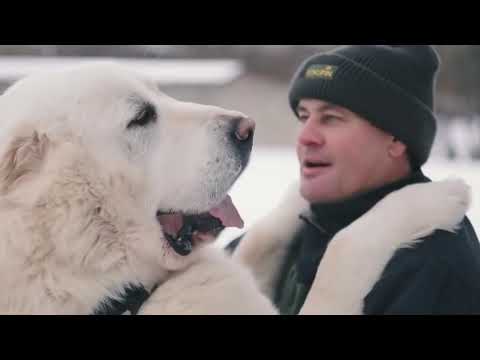 Видео: 10 реалий ходьбы Большая собака