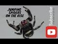 Basic Jumping Spider Care