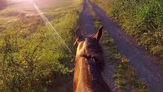 ASMR Virtual Horse Ride | August |  nature | relax | summer | ZeuneS screenshot 4