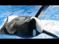 Tilikum rejoins SeaWorld show