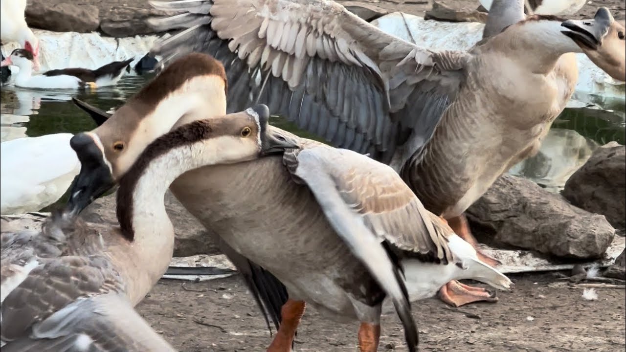 Geese fight to see who gets to be the alpha! #geese #alpha - YouTube
