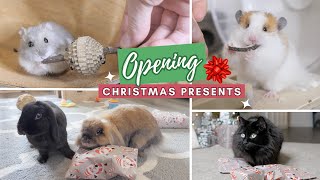 My Pets Open Christmas Presents! 2023 by Victoria Raechel 25,337 views 4 months ago 11 minutes, 59 seconds