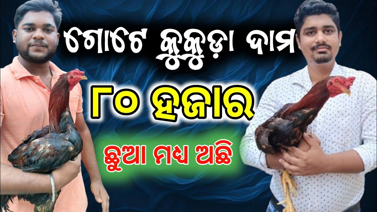 aseel kukuda farm in odisha | youth desi chicken farmer | aseel Chick farming in odisha mu krushaka