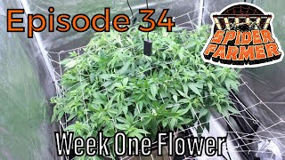 Spider Farmer | Chemdawg's Frist Week - Ep. 34