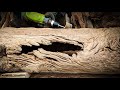 🔥[一瞥EyesOn-102]自然的力量“雕刻”了几百年的老木料，你绝想不到原先是做什么的/The nature has &quot;carved&quot; the wood for hundreds of years