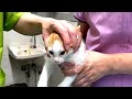 里親になったもう1匹の保護子猫が動物病院から戻ってきました
