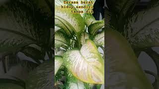 itulah yang namanya kehilangan