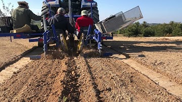 planting truffle trees with GPS tractor