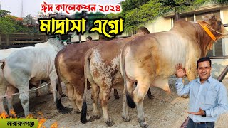 গরুর খামারের আয় থেকে চলে মাদ্রাসা! মাদ্রাসা এগ্রো'র আছে সুঠাম দেহের সুন্দর কালেকশন! qurbani cow