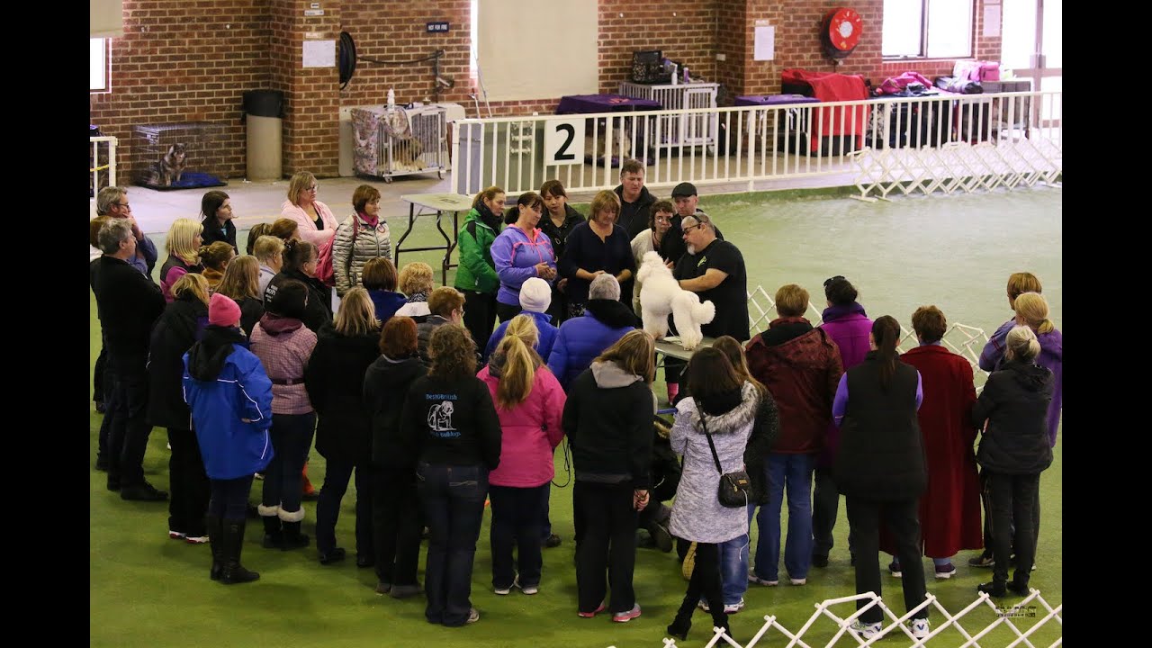 Dog Show Handling Tips With Eric Salas