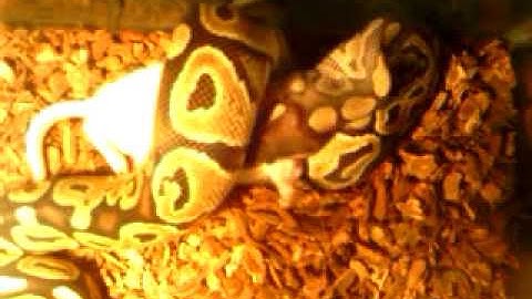 Ball python eating big rat(part 2)