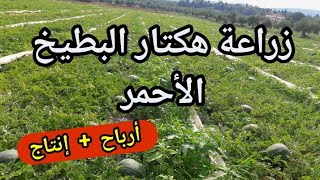 زراعة البطيخ الأحمر ( إنتاج _ أرباح _تسميد) مساحة هكتار واحد