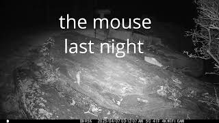 mouse on the rock dinner plate