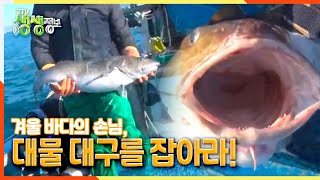 [2TV 생생정보] 겨울 바다의 손님, 대물 대구를 잡아라! | KBS 220107 방송
