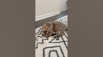 Catnip Toy😊#Cats #Kitten #Catnip #Subscribe #CatToy #Adorable #CuteAnimals  #High #Fun #Playing￼