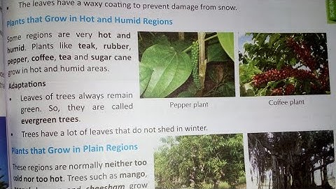 Class 4 Adaptation How Plants Survive important for Science Olympiad