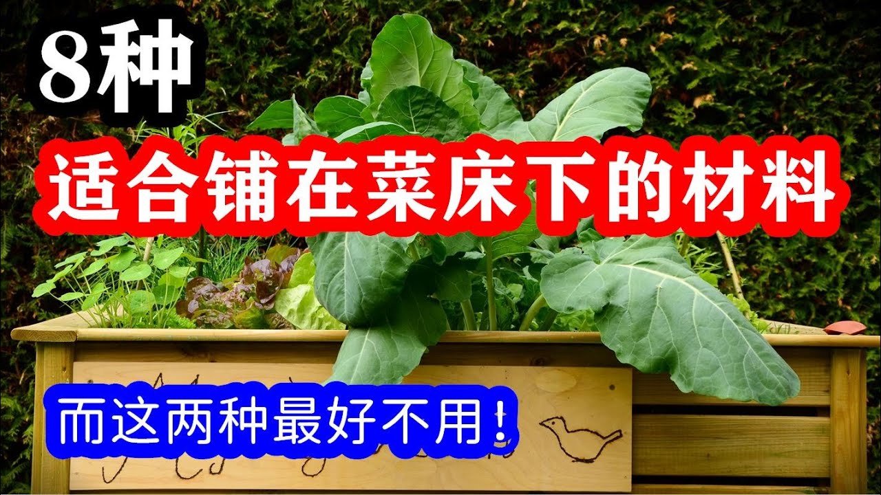 8种适合铺在菜床底部的好材料 而这两种最好不要用 新建种植床底部铺什么 种菜养花 菜床 Youtube