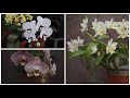 A tour of my small orchid garden   in love with soil