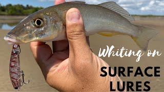 How to catch Whiting & Flathead on Surface Lures!