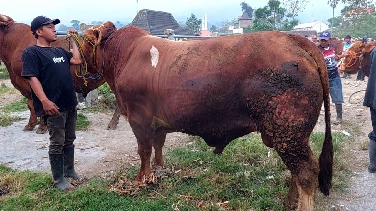 PASARNYA SAPI MONSTER JAWA TIMUR‼️ PASAR SAPI PLAOSAN MAGETAN - YouTube