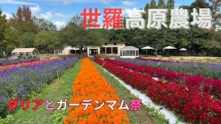 【世羅高原農場】ダリアとガーデンマム祭に行ってきました