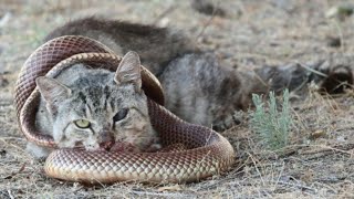 cat vs snake 2021 by Dog Passion 1,498 views 2 years ago 2 minutes, 3 seconds