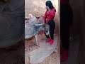 100 Days With My Female Donkey Best Funny Video