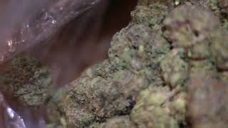 loose strain