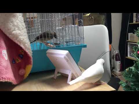 お互い気になる白文鳥もちさんと桜文鳥あんこちゃん。