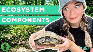 Wat is een ecosysteem? | Elementen van een ecosysteem