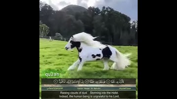الخيل معقود في نواصيها الخير إلى يوم القيامة - سورة العاديات بصوت هزاع البلوشي