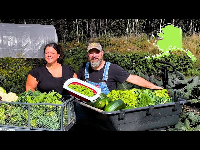Alaska Cabin Life - HUGE Alaskan Garden Harvest!  -  Fried SLUGS?! 🤢 class=