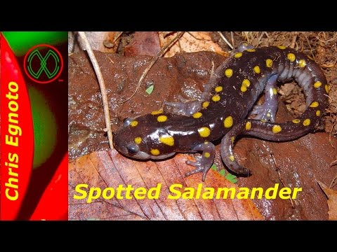 The Magnificent Spotted Salamander - A herping favorite.