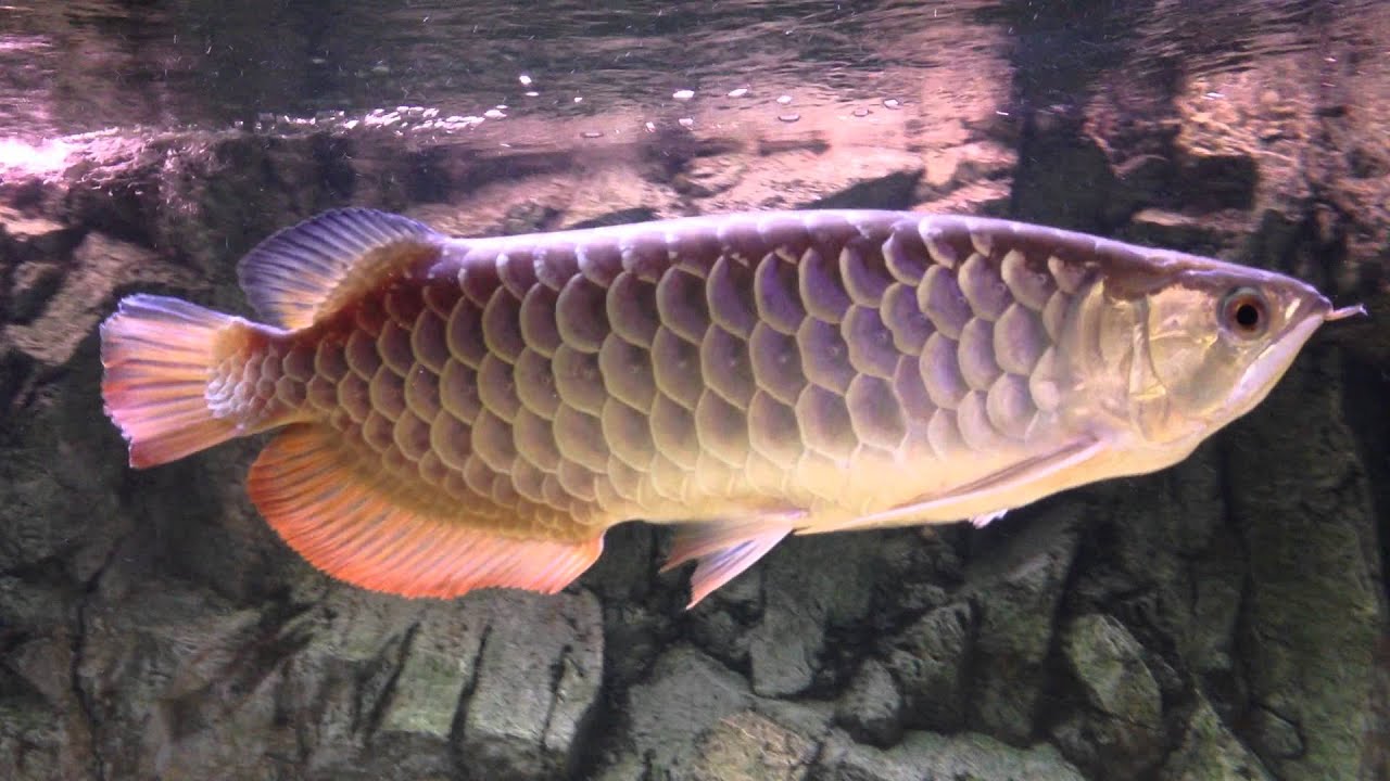  Rtg Arowana  YouTube