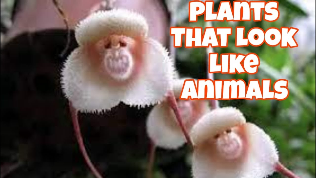 Plants That Look Like Animals