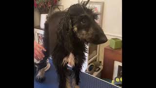 Afghan Hound Dog Grooming  Dry a Dog After Bathing
